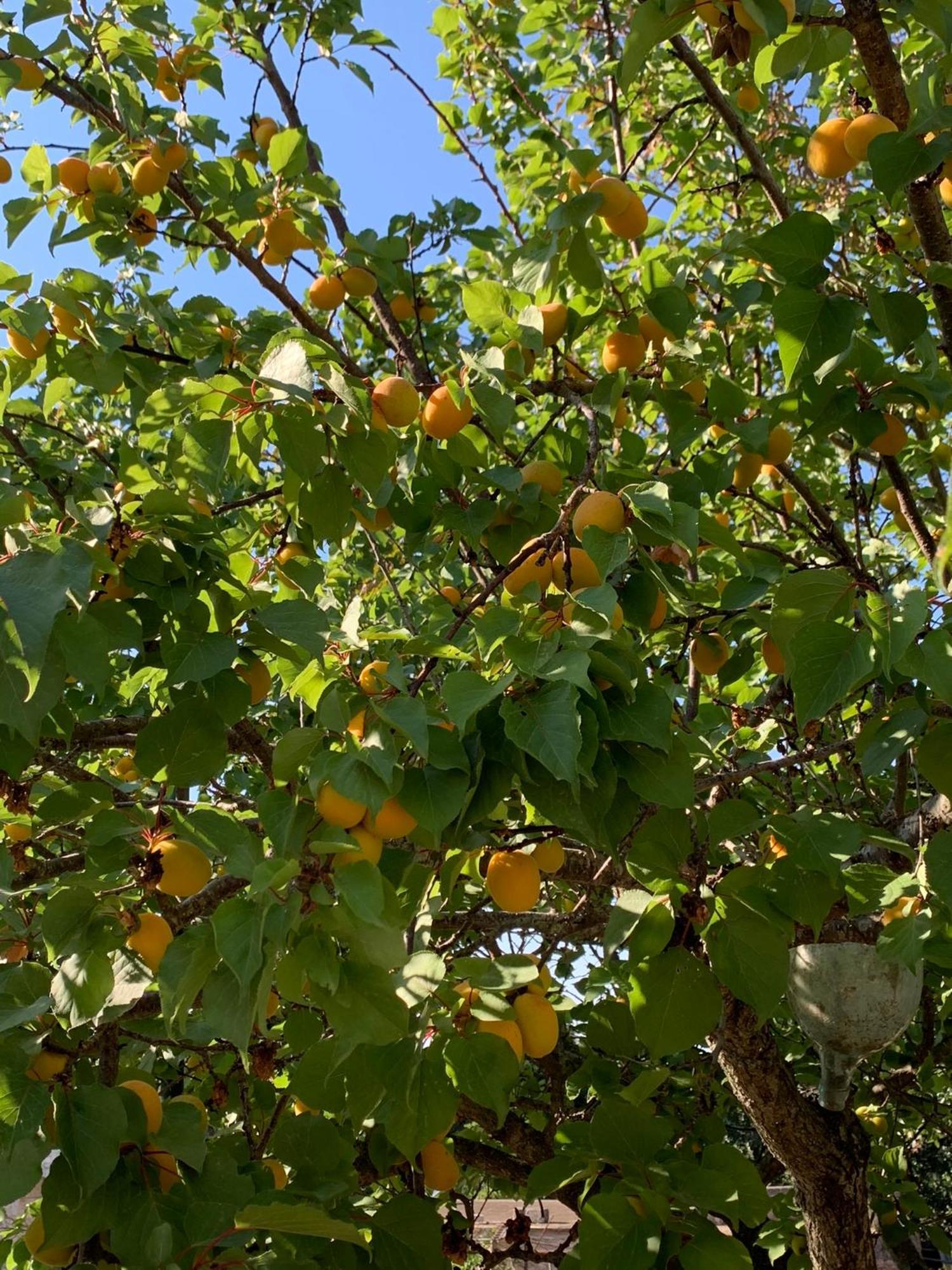 Il Trullo Di Simona Bed and Breakfast Locorotondo Εξωτερικό φωτογραφία